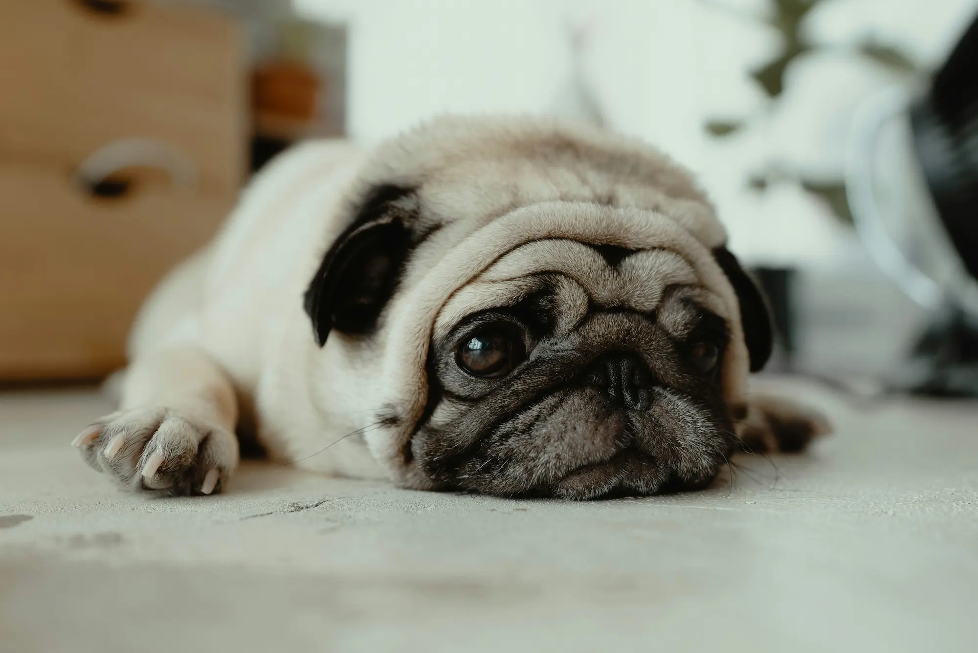 Cachorro esperando por adoção